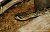 Ромбический гремучник (Crotalus adamanteus). Англ: Eastern diamondback rattlesnake