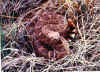 Техаский гремучник (Crotalus atrox). Англ: Western diamondback rattlesnake