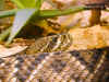 Техаский гремучник (Crotalus atrox). Англ: Western diamondback rattlesnake