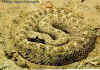 Рогатый гремучник (Crotalus cerastes cerastes). Англ: Sidewinder rattlesnake, Mojave desert sidewinder
