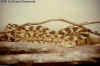 Рогатый гремучник (Crotalus cerastes cerastes). Англ: Sidewinder rattlesnake, Mojave desert sidewinder