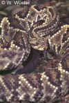 (Crotalus durissus collilineatus). Англ: Central Brazilian rattlesnake