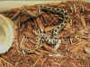 Каскабель (Crotalus durissus cumanensis). Англ: Cascabel