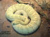 Каскавела или Страшный гремучник (Crotalus durissus durissus). Англ: Neotropical rattlesnake, Central American rattlesnake