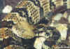 (Crotalus horridus atricaudatus). Англ: Canebrake rattlesnake