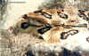 (Crotalus horridus atricaudatus). Англ: Canebrake rattlesnake