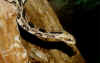 (Crotalus horridus atricaudatus). Англ: Canebrake rattlesnake