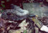 Полосатый гремучник (Crotalus horridus horridus). Англ: Timber rattlesnake