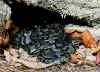 Полосатый гремучник (Crotalus horridus horridus). Англ: Timber rattlesnake