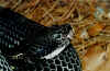 Полосатый гремучник (Crotalus horridus horridus). Англ: Timber rattlesnake