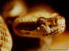 Полосатый гремучник (Crotalus horridus horridus). Англ: Timber rattlesnake