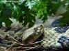 Полосатый гремучник (Crotalus horridus horridus). Англ: Timber rattlesnake