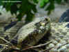 Полосатый гремучник (Crotalus horridus horridus). Англ: Timber rattlesnake