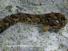 Полосатый гремучник (Crotalus horridus horridus). Англ: Timber rattlesnake