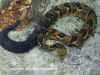 Полосатый гремучник (Crotalus horridus horridus). Англ: Timber rattlesnake