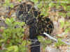 Полосатый гремучник (Crotalus horridus horridus). Англ: Timber rattlesnake