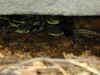 Полосатый гремучник (Crotalus horridus horridus). Англ: Timber rattlesnake