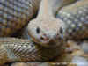 (Crotalus unicolor). Англ: Aruba Island rattlesnake