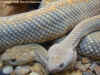 (Crotalus unicolor). Англ: Aruba Island rattlesnake