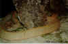 (Crotalus unicolor). Англ: Aruba Island rattlesnake