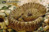 Урокотанский гремучник (Crotalus vegrandis). Англ: Urocoan rattlesnake