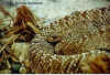 Урокотанский гремучник (Crotalus vegrandis). Англ: Urocoan rattlesnake