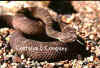 Черный аризонский гремучник (Crotalus viridis cerberus). Англ: Arizona black rattlesnake