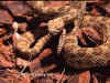 (Crotalus viridis nuntius). Англ: Hopi rattlesnake
