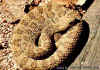 Зеленый гремучник (Crotalus viridis viridis). Англ: Western rattlesnake, Prairie rattlesnake