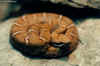 (Crotalus willardi willardi). Англ: Ridge-nosed rattlesnake, Arizona ridge-nosed rattlesnake