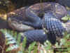 Китайский щитомордник (Deinagkistrodon acutus). Англ: Sharp-nose viper, Hundred pacer, Chinese copperhead