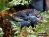 Китайский щитомордник (Deinagkistrodon acutus). Англ: Sharp-nose viper, Hundred pacer, Chinese copperhead