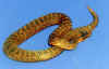 Обыкновенный или Палласов щитомордник (Gloydius halys halys). Англ: Siberian copperhead
