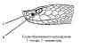 Обыкновенный или Палласов щитомордник (Gloydius halys halys). Англ: Siberian copperhead