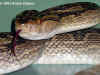 Хабу (Protobothrops flavoviridis flavoviridis). Англ: Habu. Фото: А. Забара