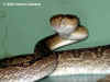 Хабу (Protobothrops flavoviridis flavoviridis). Англ: Habu. Фото: А. Забара