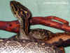 Хабу (Protobothrops flavoviridis flavoviridis). Англ: Habu. Фото: А. Забара