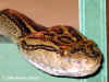 Хабу (Protobothrops flavoviridis flavoviridis). Англ: Habu. Фото: А. Забара