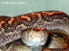 Хабу (Protobothrops flavoviridis flavoviridis). Англ: Habu. Фото: А. Забара