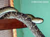 Хабу (Protobothrops flavoviridis flavoviridis). Англ: Habu. Фото: А. Забара
