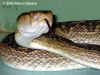 Хабу (Protobothrops flavoviridis flavoviridis). Англ: Habu. Фото: А. Забара