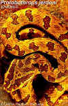 Куфия Джердони (Protobothrops jerdoni jerdoni)
