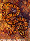 Куфия Джердони (Protobothrops jerdoni jerdoni)