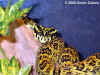 Куфия Джердони (Protobothrops jerdoni jerdoni)