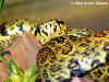 Куфия Джердони (Protobothrops jerdoni jerdoni)