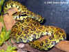 Куфия Джердони (Protobothrops jerdoni jerdoni)