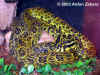 Куфия Джердони (Protobothrops jerdoni jerdoni)