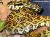 Куфия Джердони (Protobothrops jerdoni jerdoni)