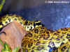 Куфия Джердони (Protobothrops jerdoni jerdoni)