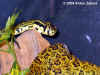 Куфия Джердони (Protobothrops jerdoni jerdoni)